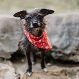 Big Tex Dog Bandana in Red x Studio Orch Collaboration Collection