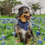 Lavender Fields Forever Dog Bandana