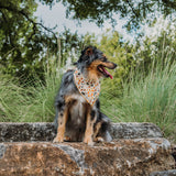 Falling Leaves Dog Bandana