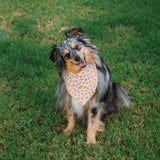 Tiny Pumpkins Bandana