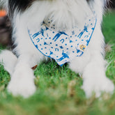 Big Tex Dog Bandana in Blue x Studio Orch Collaboration Collection