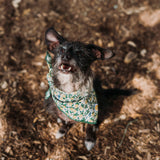 Limoncello Dog Bandana