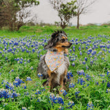 Sunshiney Florals Dog Bandana