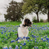 Sunshiney Florals Dog Bandana
