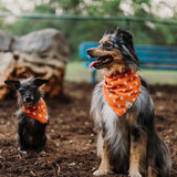 Texas State Dog Bandana x Studio Orch Collaboration