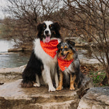 Hearts on Red | Valentine's Day Dog Bandana