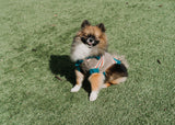 Tiny Teal Striped Dog Sweater
