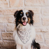 BW Stars Bandana