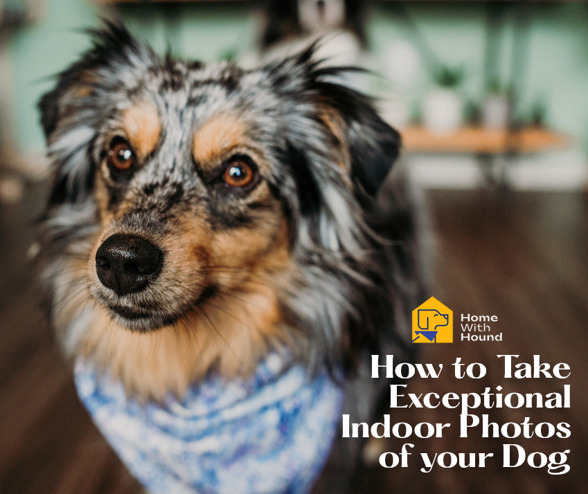 How to Take Exceptional Indoor Photos of Your Dog