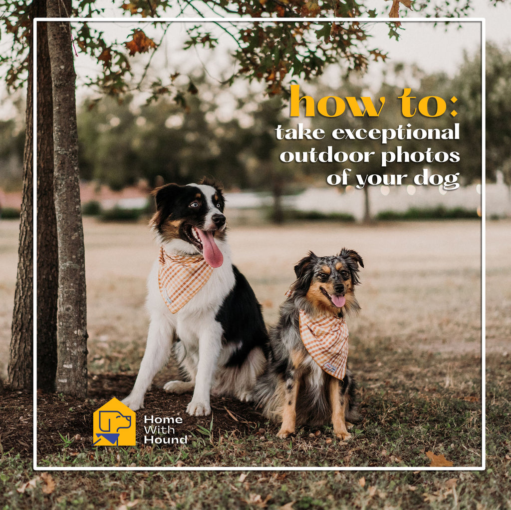 How to Take Exceptional Outdoor Photos of your dog