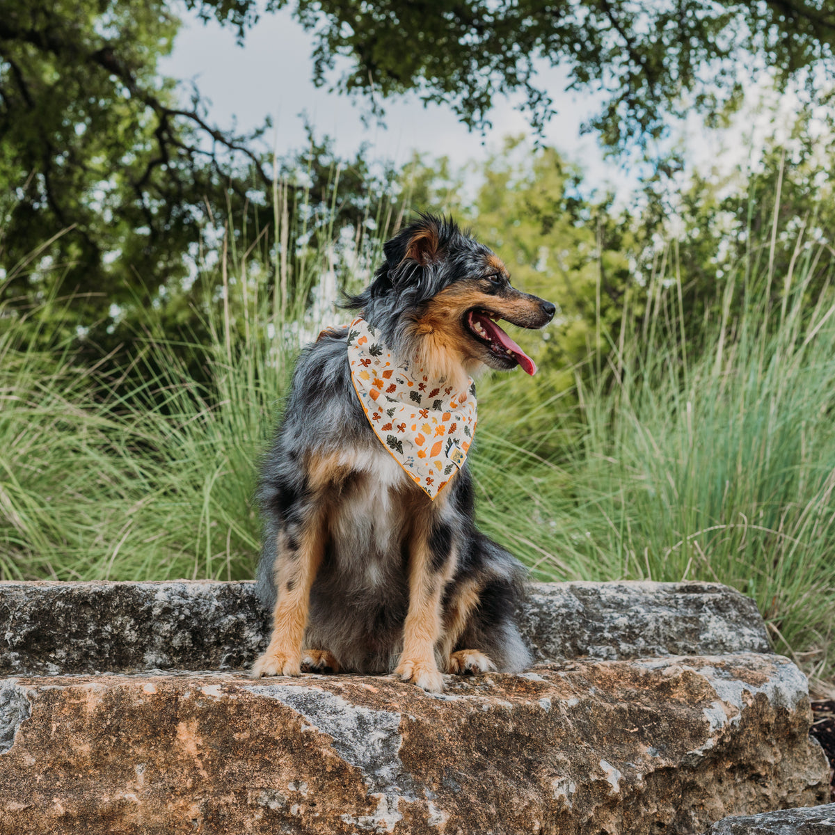 Falling Leaves Dog Bandana