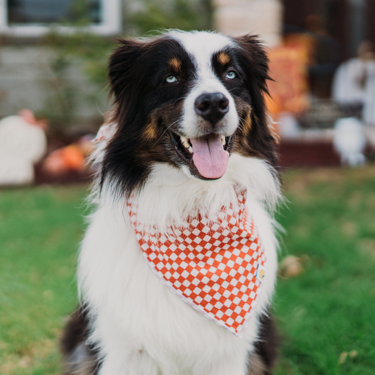 Rusted Check Dog Bandana