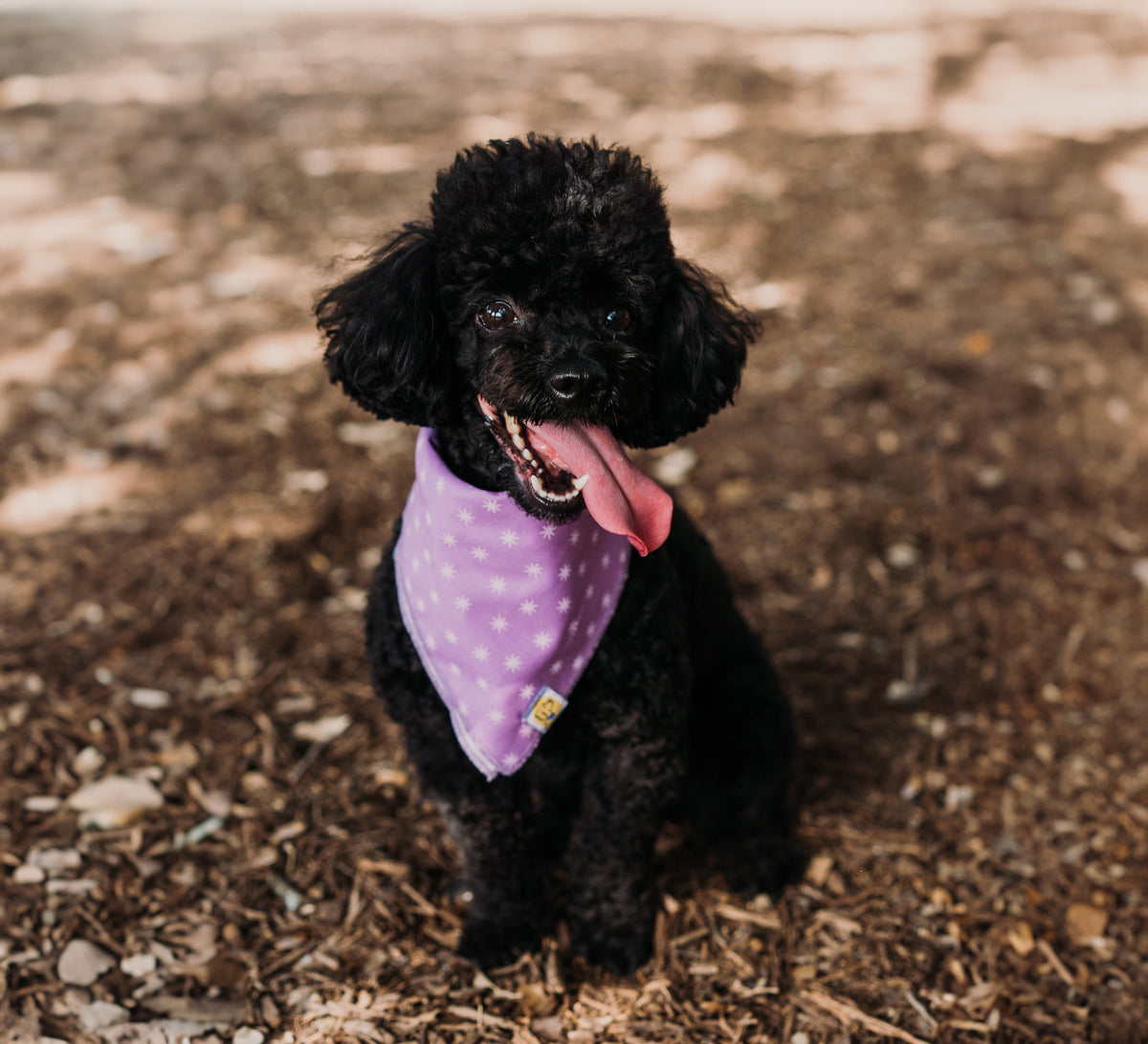 Lovely Lavender Sparks Dog Bandana