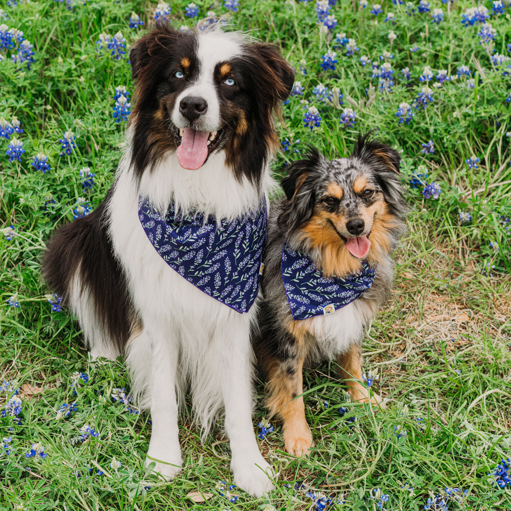 Lavender Fields Forever Dog Bandana