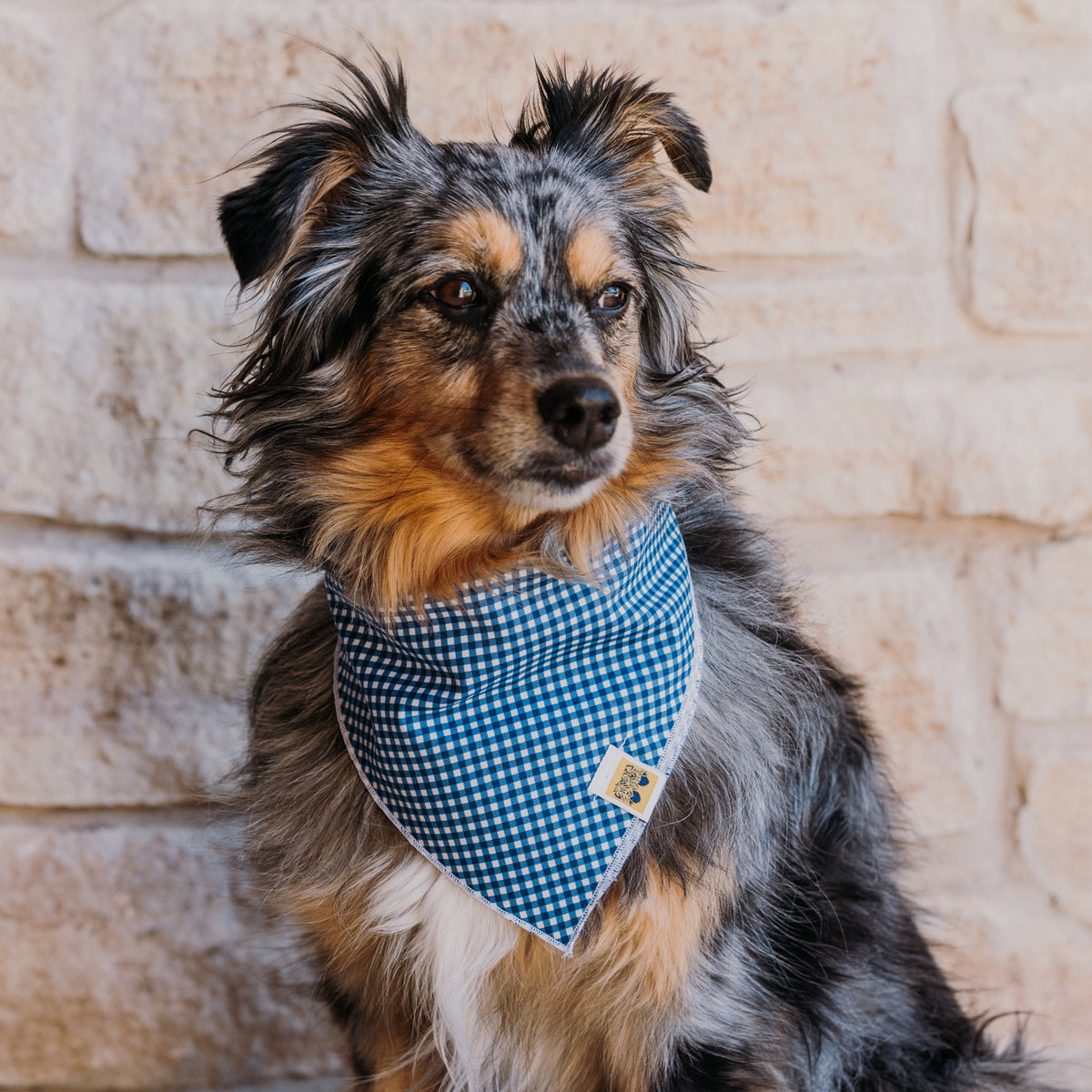 Crisp Summer Gingham Dog Bandana