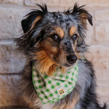 Apple Green Gingham Dog Bandana