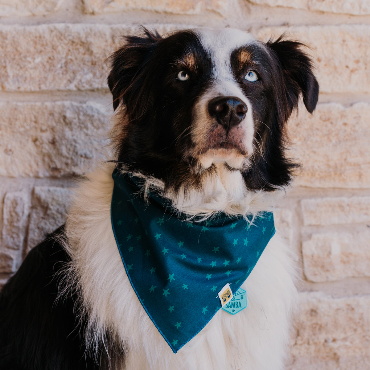Deep Teal Stars Dog Bandana