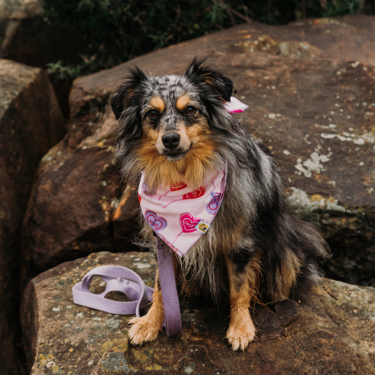 Sweettarts Lollipop Dog Bandana | Valentine's Day