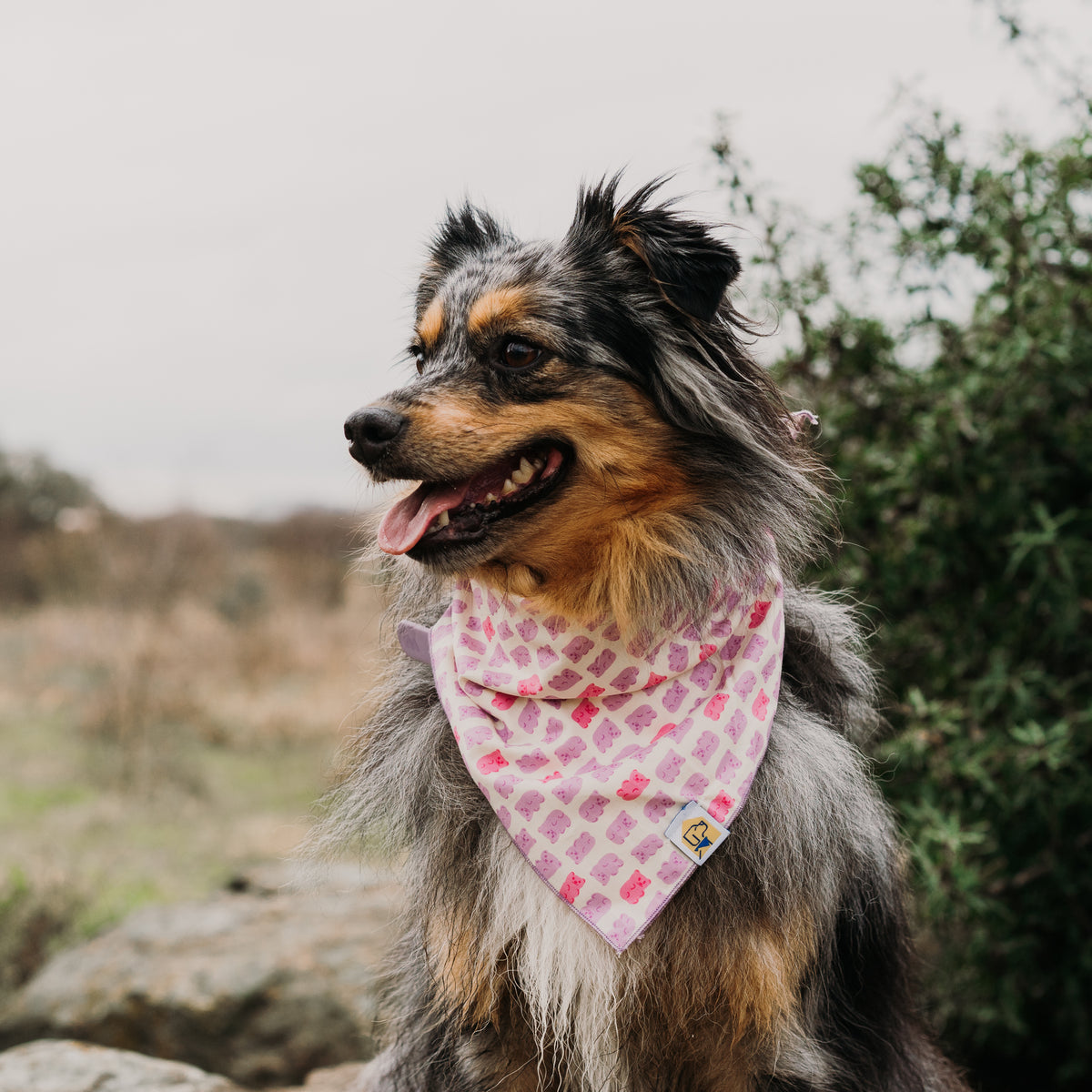 Gummy Bears! Dog Bandana