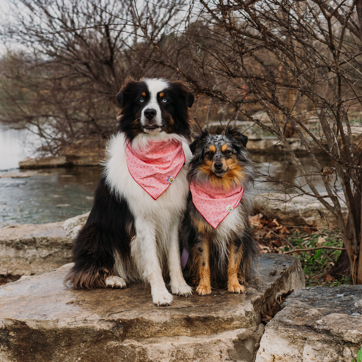 Big Kiss Little Kiss | Valentine's Day Dog Bandana