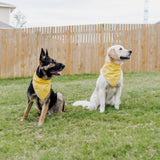 Caution Yellow Striped Dog Bandana with two dogs