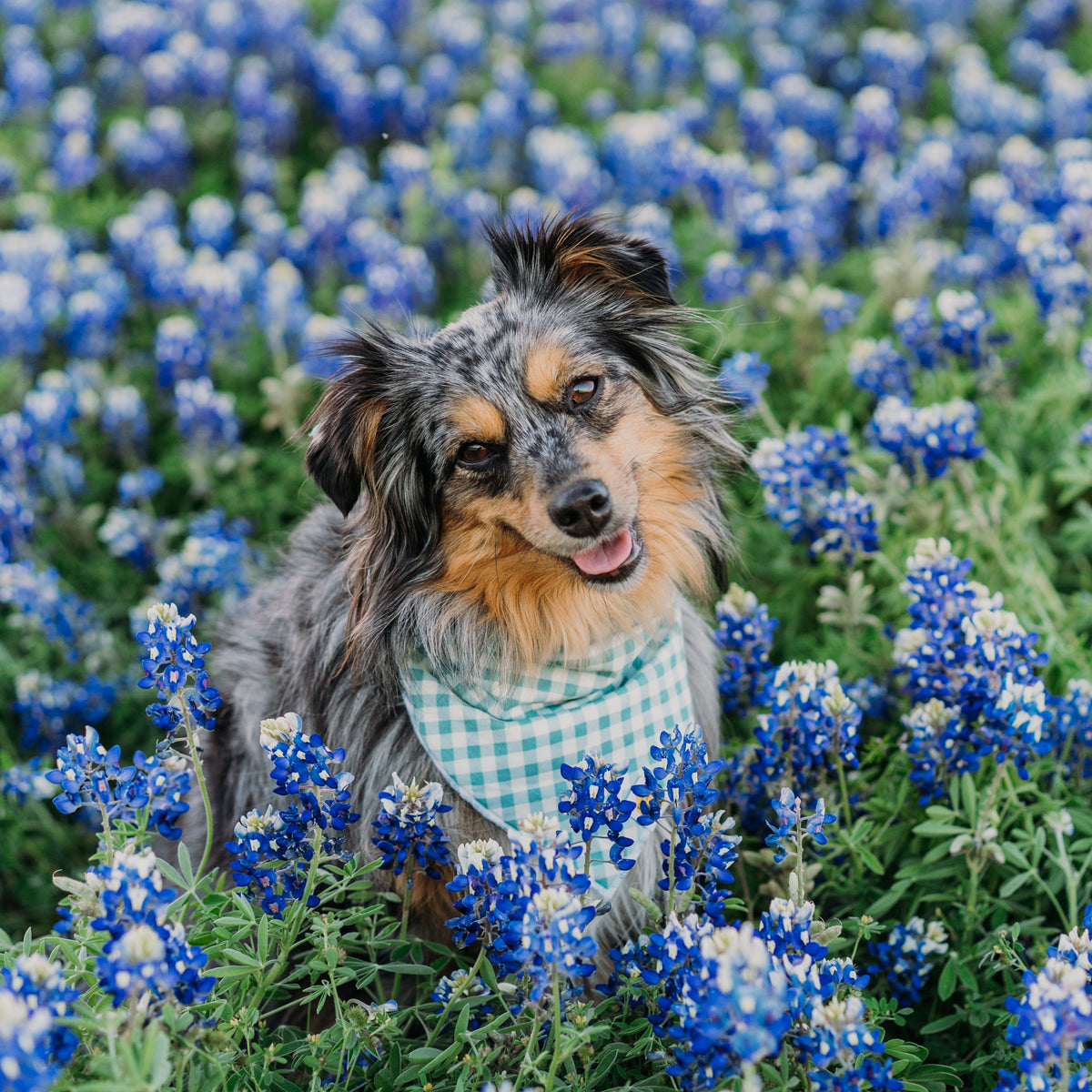 Dorothy's Picnic Dog Bandana