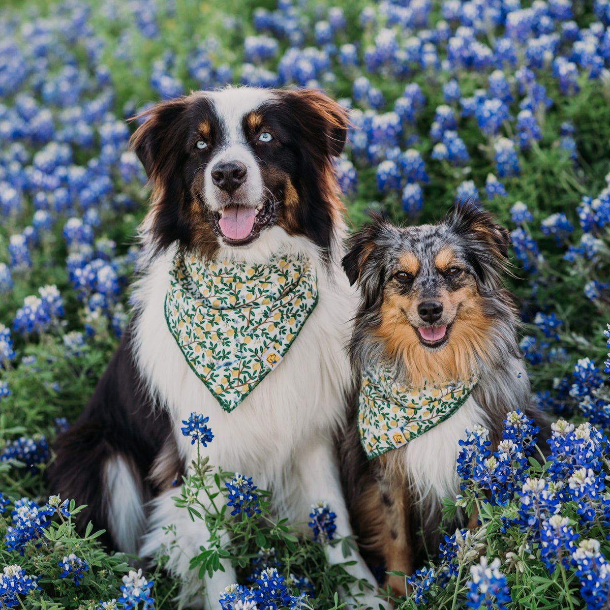 Limoncello Dog Bandana