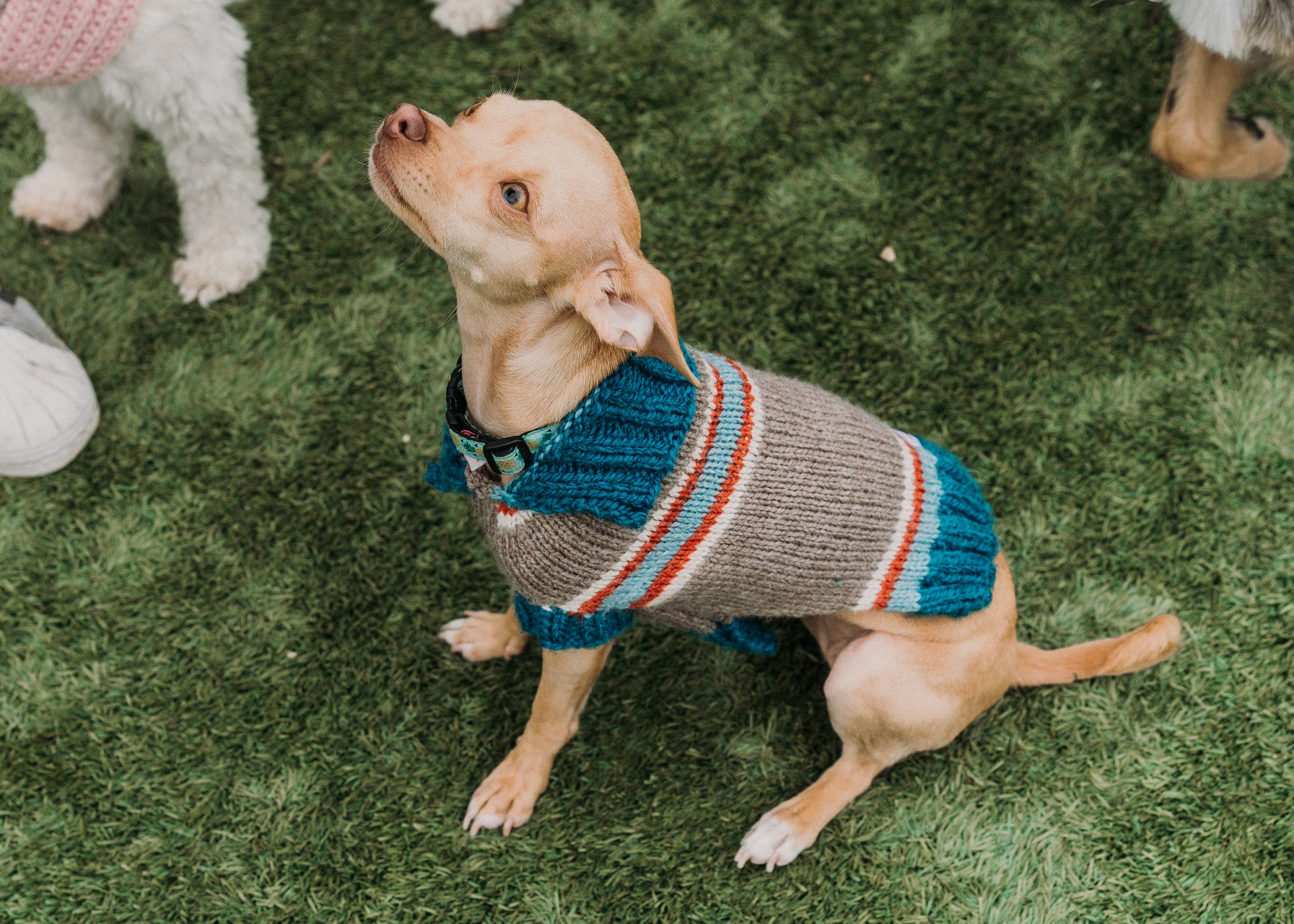 Tiny Teal Striped Dog Sweater