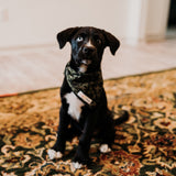 Now You Don't Bandana