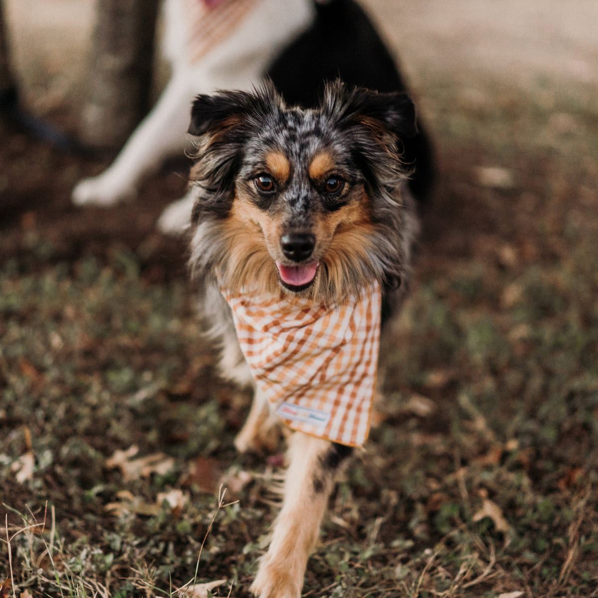 Seasoned Plaid Everyday Bandana