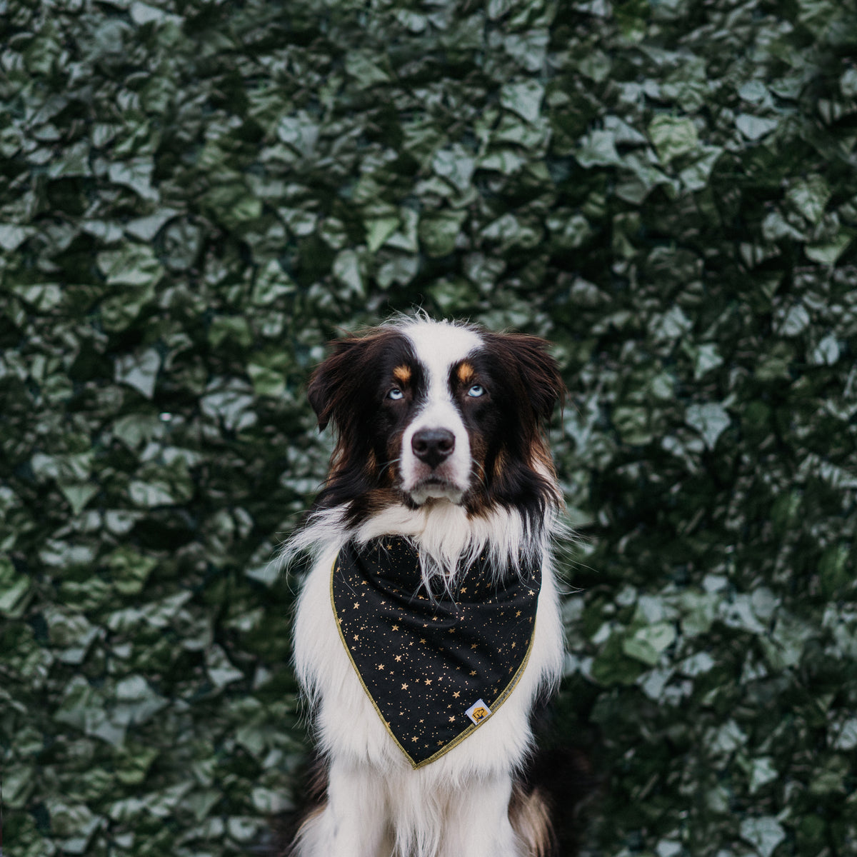 Starry Night Metallic Dog Bandana